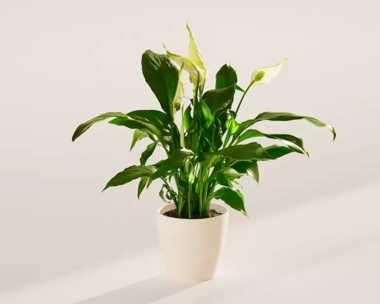 Small Peace Lily in Coconut Eco Pot