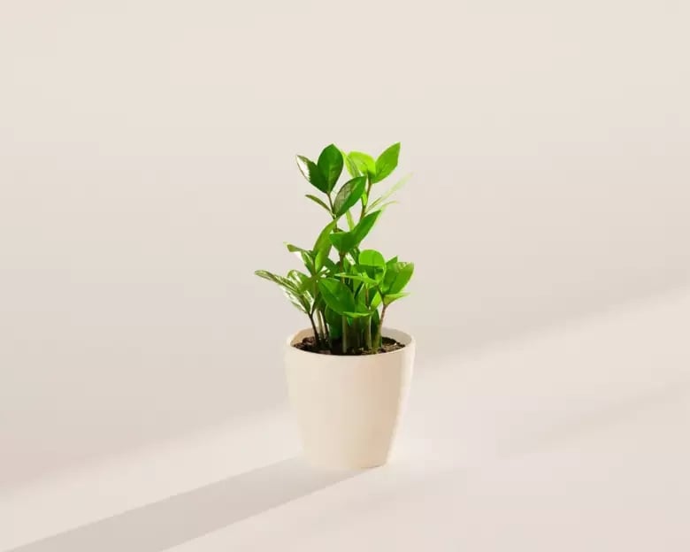 Small ZZ Plant in Coconut Eco Pot