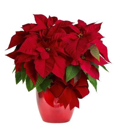 Christmas Poinsettia