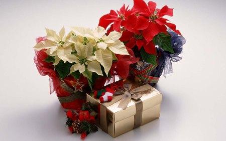 Christmas Colours