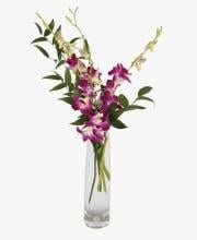 Elegant Orchids