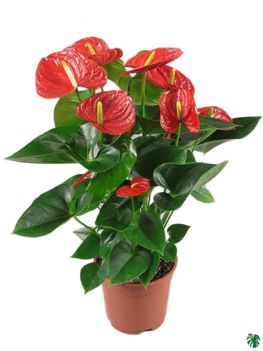 Anthurium  Plant