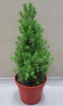 Potted Christmas Tree