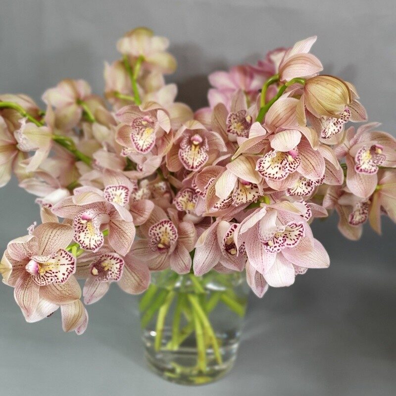 Cymbidium