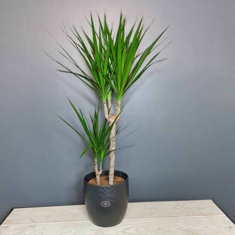 Dracena