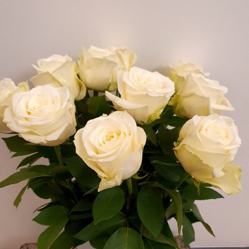 White roses 40/60/70cm (60cm)