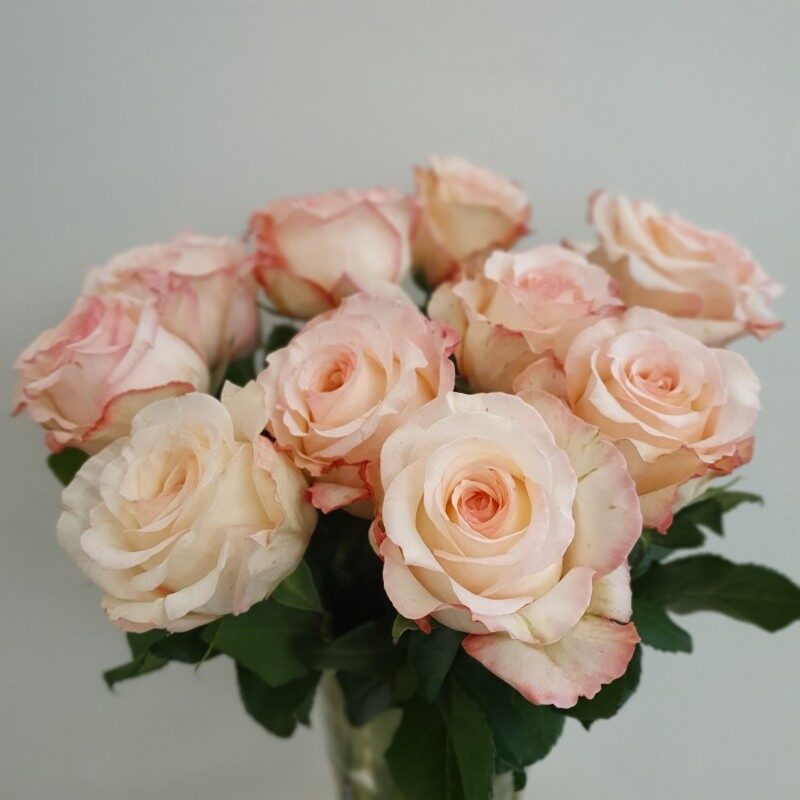 Light orange roses 40/60cm (40cm)