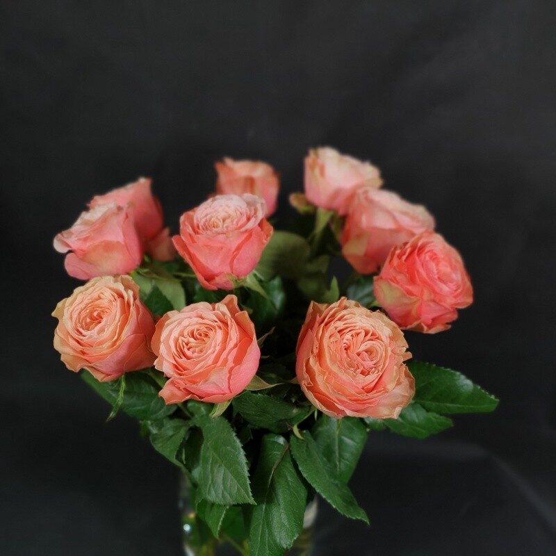 Light pink roses 50/70cm (50cm)