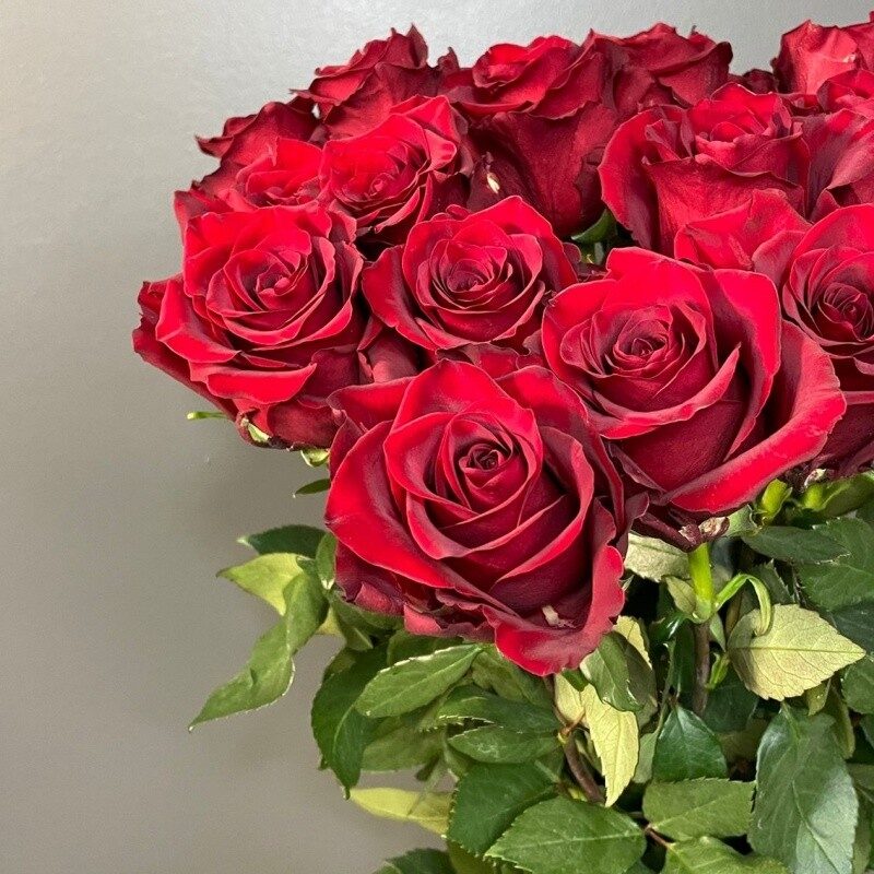 Red roses 50/60cm (50cm)
