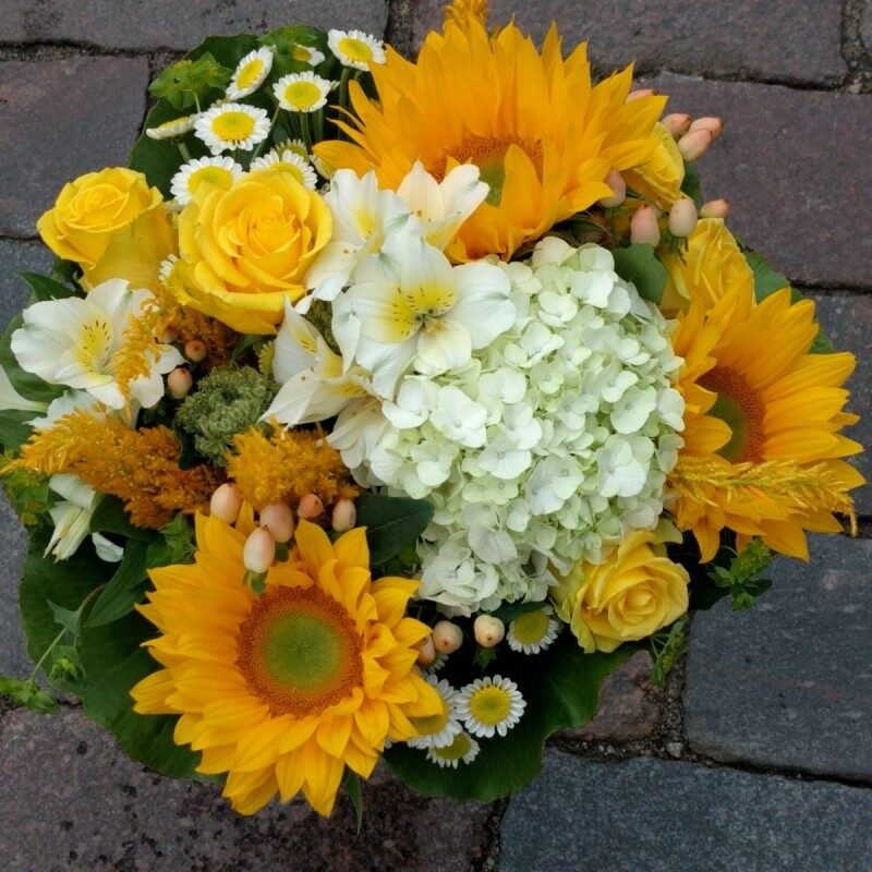 Sunflower sparkle (Compact)