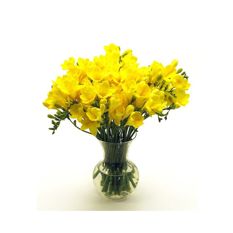 Yellow freesia