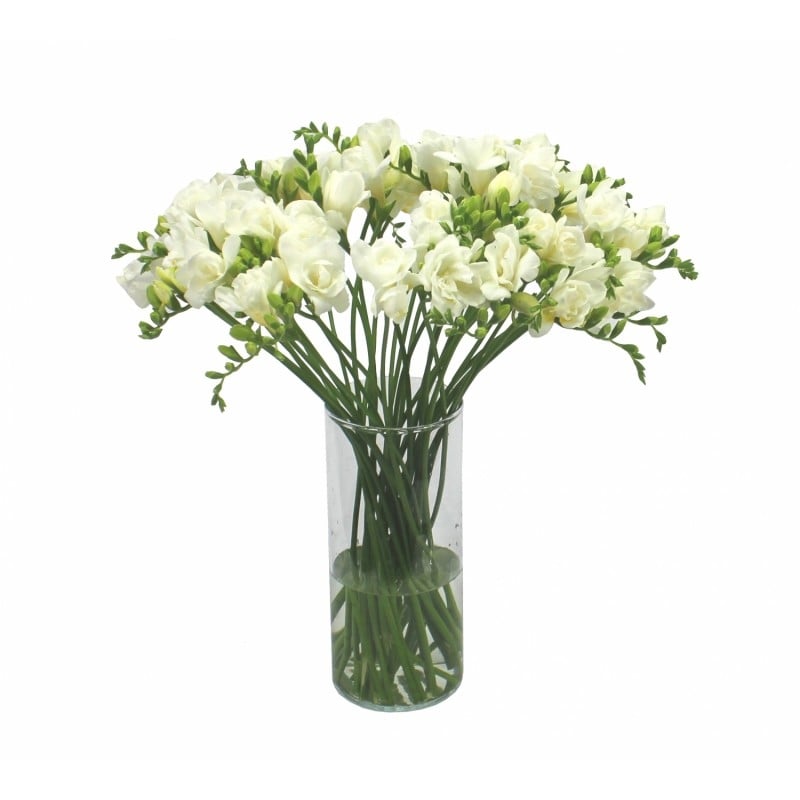 White freesia