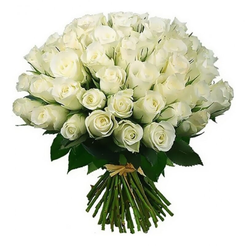 51 white rose