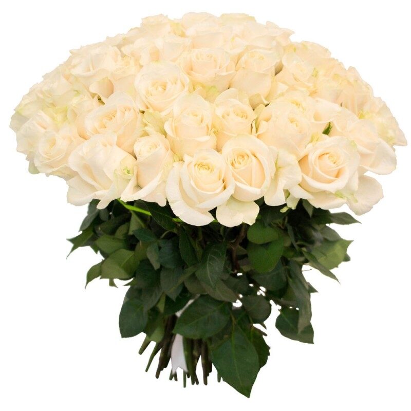 101 white rose