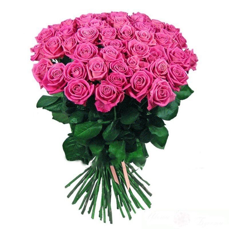51 pink rose