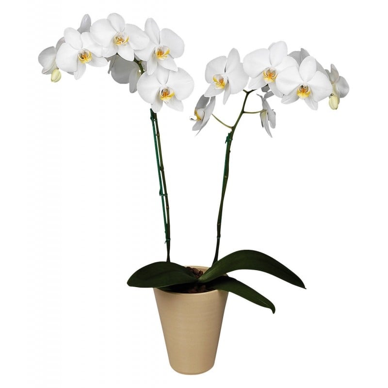 Phalaneopsis_white