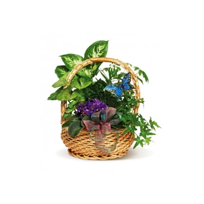 Dishgarden With Blooming African Violet - Delux