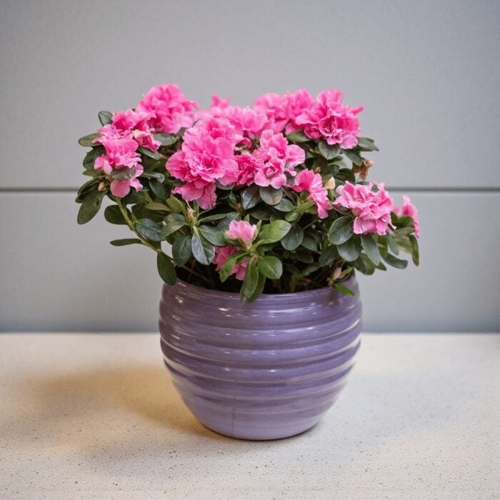 Azalea Plant