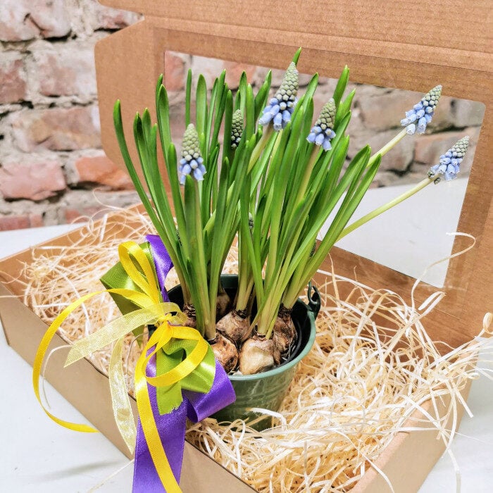 Grape hyacinth (Muscari) in a box