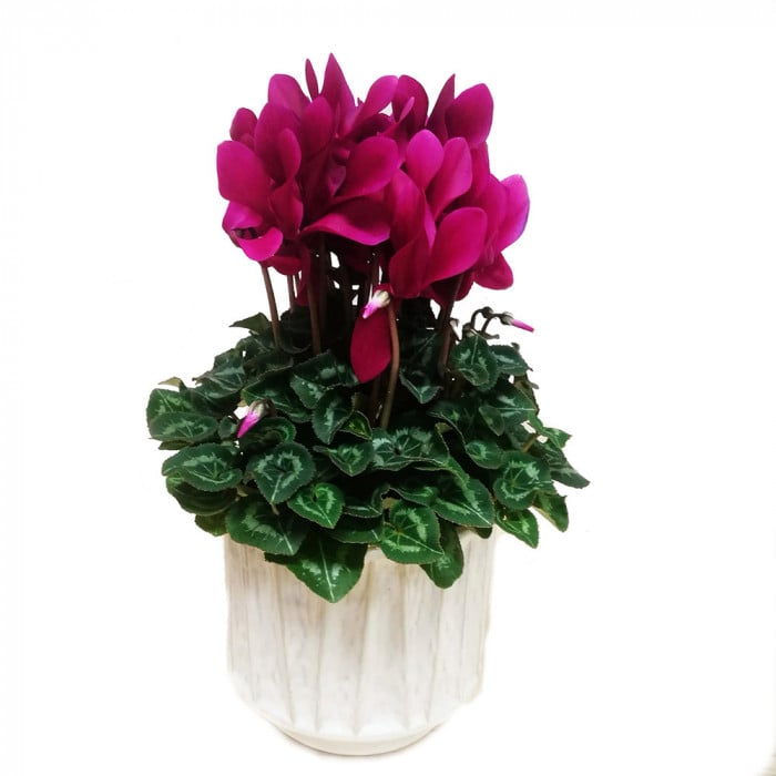 Pink Cyclamen Pot