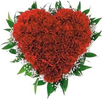 Carnations Heart (33 stems)