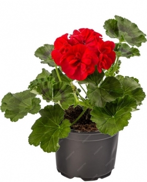 Geranium