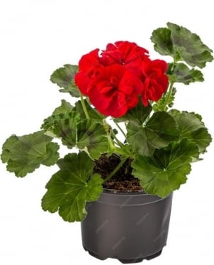 Geranium