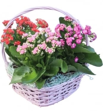 3 Kalanchoes Basket Arrangement