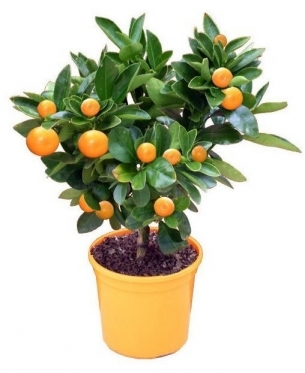 Citrus Gold (Small)