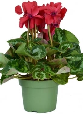 Cyclamen