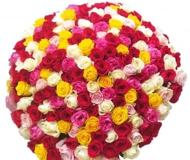 All Colors of the World (7 stems)