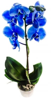 Blue PHALAENOPSIS Orchid