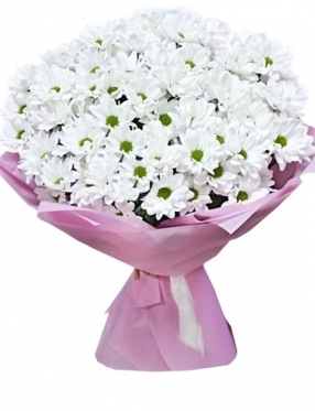 СAMOMILES? NO, ITS CHRYSANTHEMUMS! (5 stems)