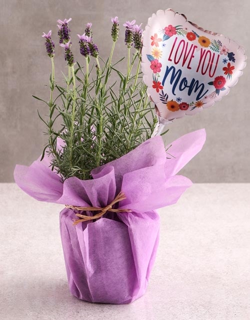 Lavender Licious Surprise