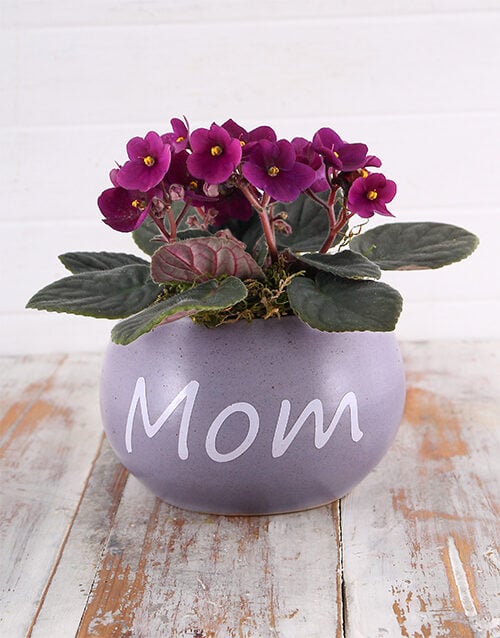 Mom Pot with Violet Plant