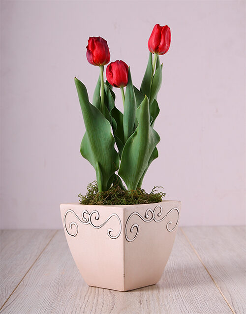 Red Tulips in Ceramic Pot
