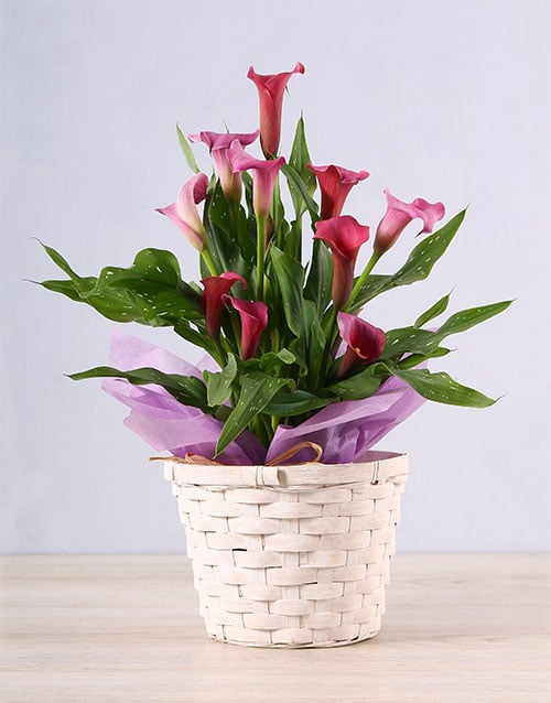 Unique Pink Zantedeschia