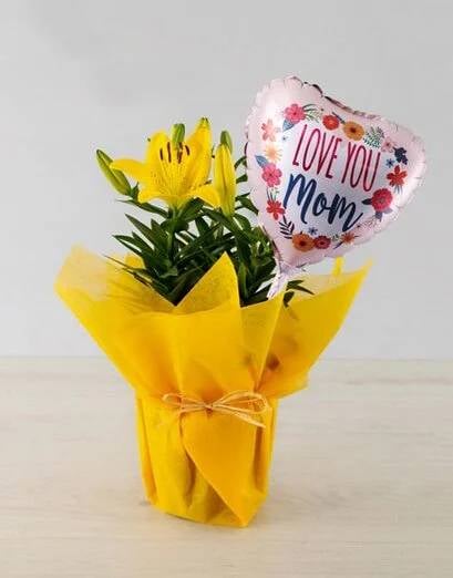 Yellow Lilies in Pot
