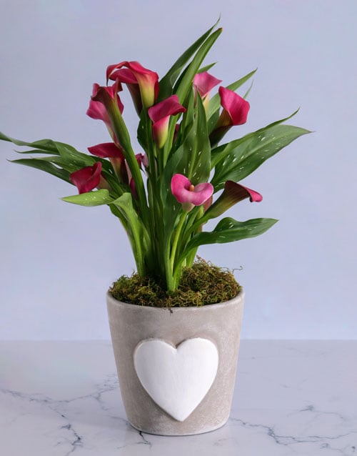 Pink Zantedeschia in Heart Pot for Mom