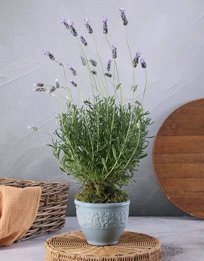 Tranquil Lavender In A Ceramic Pot