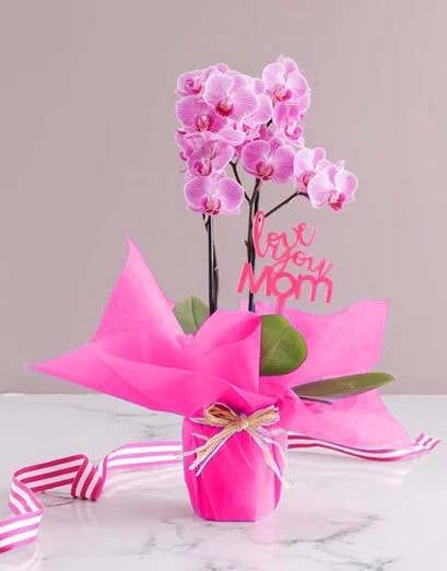 Mothers Day Pink Orchid