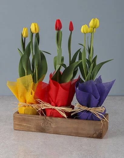 Tulips For Mothers Day