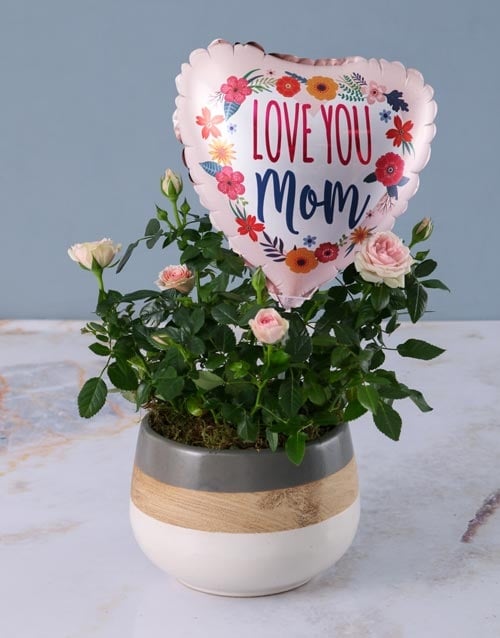 Potted Mothers Day Pink Rose Bush
