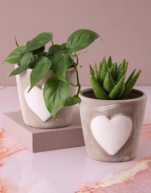 Gorgeous Green Plants In Pot