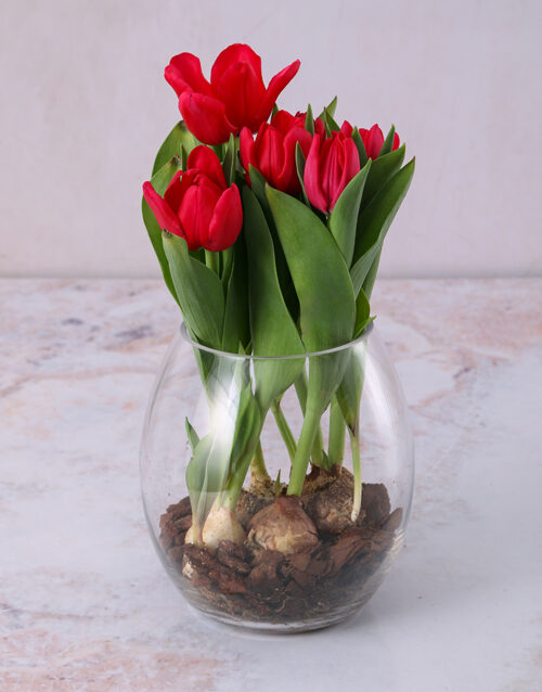 Terrific Tulips In Glass Vase