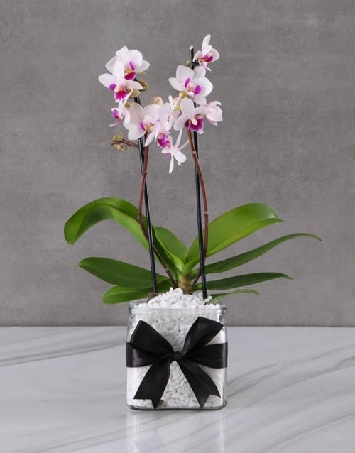 Stunning Orchid In A Vase For Mom