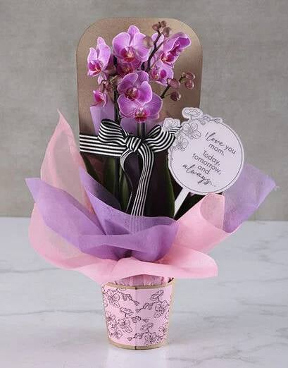 Best Mom Pink Phalaenopsis Orchid Gift