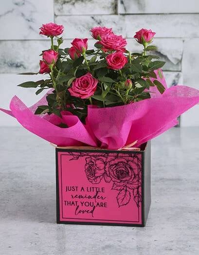 Blushingly Potted Rose Bush Box