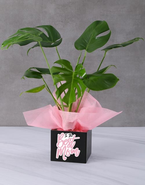 Monstera Plant In A Box