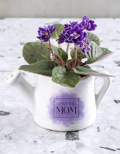 Blooming Love African Violet Gift